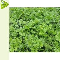gvk-artemisia-annua-salbe-40ml-pflanzen