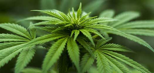 cannabis spitze gruen bluete