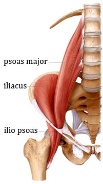 ilio psoas Muskelgruppe