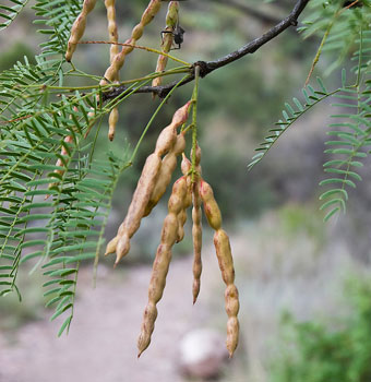 Mesquite Schoten