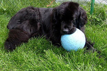 Joy Victoria vom Müllnerberg, 6 Jahre alt. Fit wie ein Turnschuh