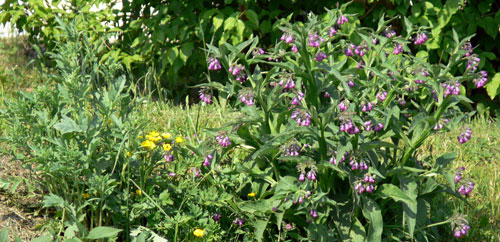 Wildkräuter im Garten