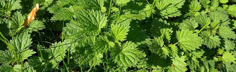 Nicht nur Brennnesseln sind geniale Nährstoff"bomben"