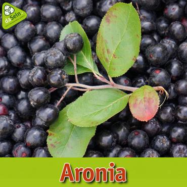 Aronia