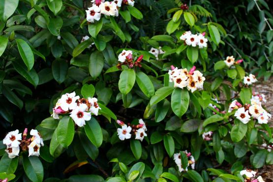 Strophanthin