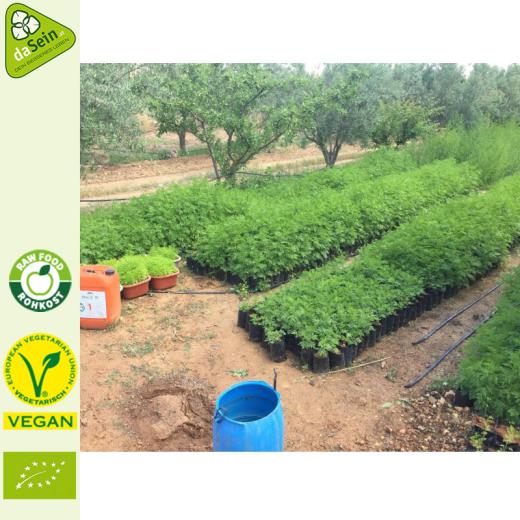 Artemisia-Annua Blätter - einjähriger Beifuß 100g 100% rein