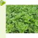 Artemisia Annua Salbe mit Moringa, DMSO... 40ml