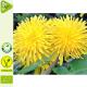 Löwenzahnkraut Extrakt 100ml