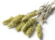 Griechischer Bergtee lose 30g Bio